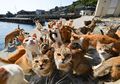Jumlah Kucing di Pulau Ini Lebih Banyak Daripada Jumlah Manusianya
