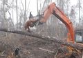 MIris! Orang Utan Hadang Buldozer yang Hancurin Hutan di Kalimantan