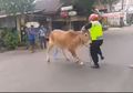 (Video) Bikin Geger, Seekor Sapi Ngamuk di Jalan Hingga Buat Polisi Turun Tangan