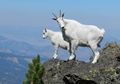 Kambing Gunung, Kambing Tercepat dan Terbesar di Pegunungan Terjal