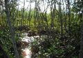 Pulau Untung Jawa, Pulau Bersejarah yang Dekat dengan Ibukota