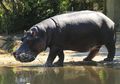 Ikan-Ikan di Sungai Mara Mati Akibat Kotoran Kuda Nil! Ada Apa, ya?