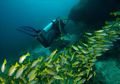 Indonesia Punya Lokasi Diving yang Difavoritkan Banyak Orang, lo!