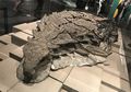 Keren! Ini Bukan Fosil, tapi Mumi Dinosaurus yang Masih Utuh