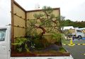 Anti-Mainstream! Taman di Jepang Ini Dibuat di Belakang Mobil Pick Up