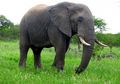 Sedih, Gajah Dianggap Sebagai Hama Bagi Manusia, Kok Bisa, ya?