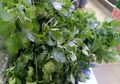 Tak Banyak yang Tahu Kalau Buah dan Sayur Ini Bisa Menguatkan Gigi