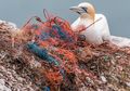 Banyak Hewan Laut Mati Karena Makan Sampah Plastik, Kenapa, ya?