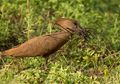 Menakjubkan, Burung-Burung Ini Membangun Sarangnya dengan Unik, lo!