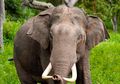 Gajah Bunta yang Akan Selalu Dikenang