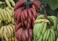Pisang Ini Tidak Berwarna Hijau atau Kuning, tetapi Berwarna Merah