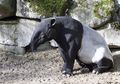 Termasuk Hewan Pemalu, Tapir Memiliki Cara Berkomunikasi yang Unik