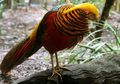 Ayam Pegar Emas , Hewan Berbulu Indah yang Banyak Diburu