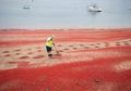 Video: Ketika Ribuan Kepiting Terdampar dan Membentuk ‘Karpet Merah’