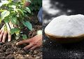 Ternyata Baking Soda Bermanfaat Untuk Merawat Tanaman, Begini Caranya!