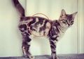 Unik! 10 Kucing ini Punya Bulu dengan Motif yang Nggak Biasa