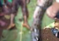 Kerap Dijumpai Kasus Ular Makan Manusia, Benarkah Pulau Sulawesi Merupakan Kerajaan Ular?