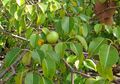 Pohon Kematian, Mulai dari Kulit, Daun, Sampai Buah Pohon Ini Beracun
