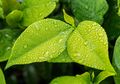 Kenapa Daun Berwarna Hijau di Musim Panas dan Merah di Musim Gugur?
