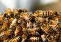Jangan Panik! Berikut Deretan Bahan Alami untuk Menyembuhkan Sengatan Lebah