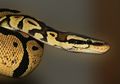 Ular Piton Memangsa Manusia, Pakar Herpetologi Ini Ungkap Fakta Ular Sulawesi!