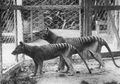 Tasmanian Tiger dan Hewan-Hewan Unik ini Punah Karena Ulah Manusia