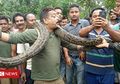 'Selfie', Pria ini Tercekik Lilitan Ular Piton yang Dikalungkan di Lehernya