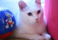 Dari WSATCC Hingga The Beatles, Ini 7 Lagu Keren Tentang Kucing