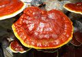 Dijuluki Sebagai Jamur Seribu Khasiat, Seperti Apa Jamur Lingzhi ini?