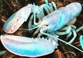 Lobster Langka Berwarna Pastel Ditemukan di Kanada