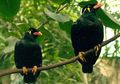 Selain Cerdas dan Fasih Berbicara, Burung Beo Memiliki Umur Panjang