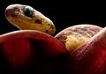 Unik, Ular Ini Lebih Gemar Makan Siput daripada Kadal dan Tikus
