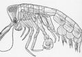Phronima, Hewan di Laut Dalam yang Menginspirasi Pembuatan Tokoh Alien