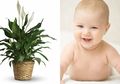 Yuk Simpan 4 Tanaman Ini di Ruangan Bayi Agar Pernapasannya Sehat