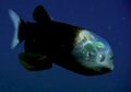 Macropinna Microstoma, Ikan Unik yang Punya Kepala Transparan