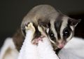 Selain Menyukai Makanan Manis, Ini Dia Fakta Tentang Sugar Glider!