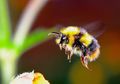 Bumblebee, 1 dari 250 Spesies Lebah yang Masih Bertahan di Bumi