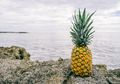Suka Makan Buah Nanas? Ternyata Ini Manfaatnya bagi Tubuh Kita