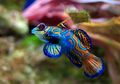 Mandarin Fish, Ikan Cantik dan Pemalu yang Hidup di Perairan Indonesia