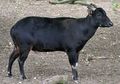Anoa, Hewan Endemik Asli Sulawesi yang Mirip Sekali dengan Kerbau