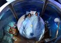 Pernah Mimpi Tidur Sekamar dengan Hiu? Sekarang Sudah Bisa!