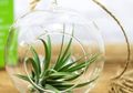 Tak Perlu Tanah dan Air, Tanaman Tillandsia ini Menyegarkan Ruangan dan Bisa Cegah Penyakit