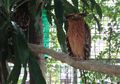 Burung Hantu Ketupu, Dapat Bertahan Tidak Tidur di Siang Hari