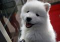 Unik! Ternyata Anjing Sadar Jika Pemiliknya Sedih, Lalu Berusaha Menghibur