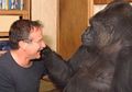 Pernah Bersahabat dengan Robin Williams, Ini Fakta Gorilla dengan Kemampuan Bahasa Isyarat yang Meninggal Dunia