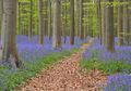 Hutan Biru Ini Seperti di Negeri Dongeng, di Mana Letaknya?