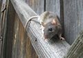 Mudah dan Tanpa Racun, Ini 3 Cara Ampuh Usir Tikus dari Rumah!
