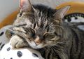 Ternyata Inilah Misi Rahasia Pasukan 200 Kucing Liar di Disneyland