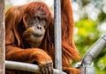 Kabar Buruk: Puan, Orangutan Sumatra Tertua di Dunia Mati pada Usia 62 Tahun
