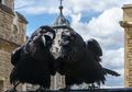 Ternyata Inilah Rahasia Kawanan Burung Gagak yang Ada di Menara London